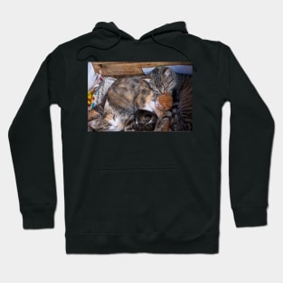 Morocco - Family cat Hoodie